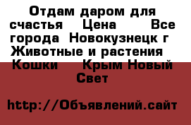 Отдам даром для счастья. › Цена ­ 1 - Все города, Новокузнецк г. Животные и растения » Кошки   . Крым,Новый Свет